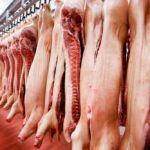 hog carcasses