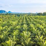 palm plantation thailand