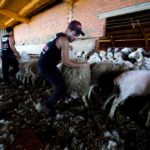 uruguayan sheep shearers