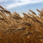 wheat in saskatchewan