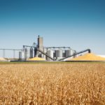 Storage grain bin silos in a field of matured corn crop in harvest time.