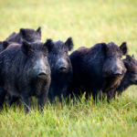 wild boar