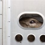 cow in trailer