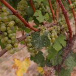 wildfire ash in vineyard