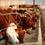 feedlot
