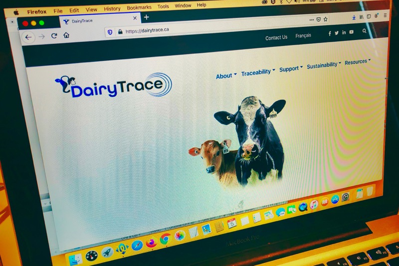 Image pour Dairy cattle traceability system switched on