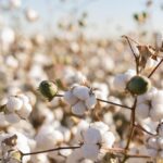 US cotton