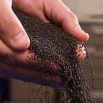 canola seed