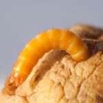 wireworm