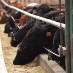 feedlot