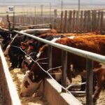 cattle on feed