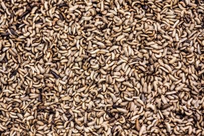 innovafeed insects