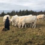 newfoundland charolais cattle