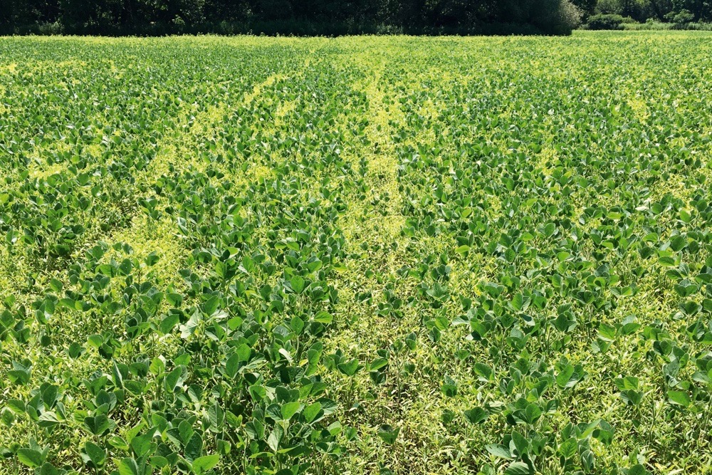 glyphosate resistant waterhemp