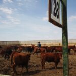 canada feedlot pen