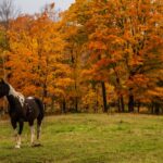 ontario horse