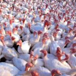 turkeys