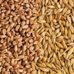 wheat and barley