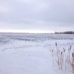snow cover starbuck manitoba