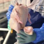 cargill chicken london