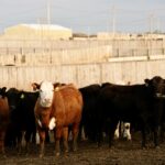 feedlot cattle