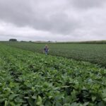 wisconsin soybeans reuters