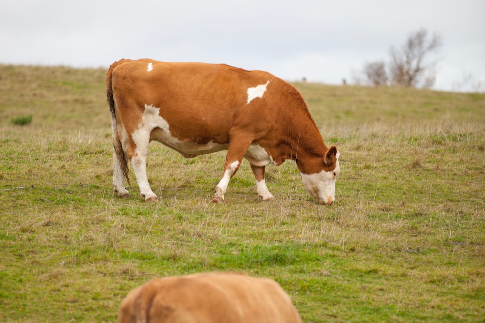PEI cattle grazing