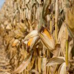 US corn