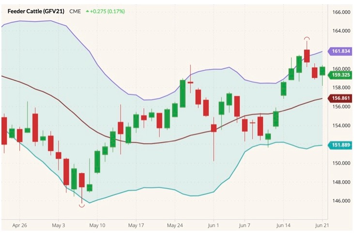 cme october feeder cattle