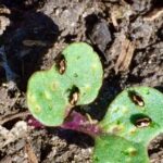 flea beetle in canola
