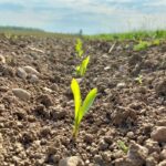 ontario corn seedlings