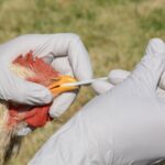 avian influenza