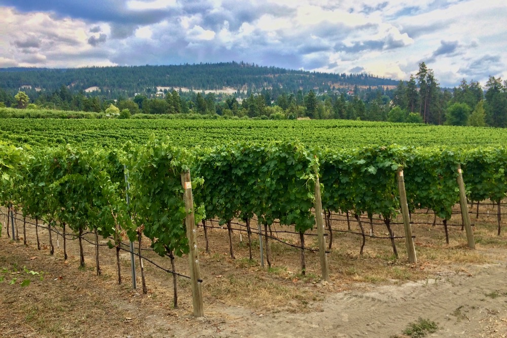 naramata vineyard