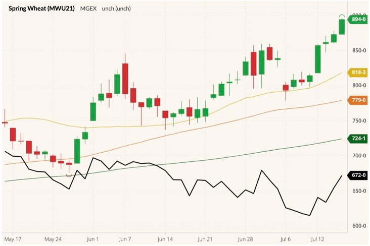mgex september wheat