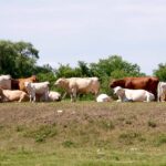 cattle on dry pasture