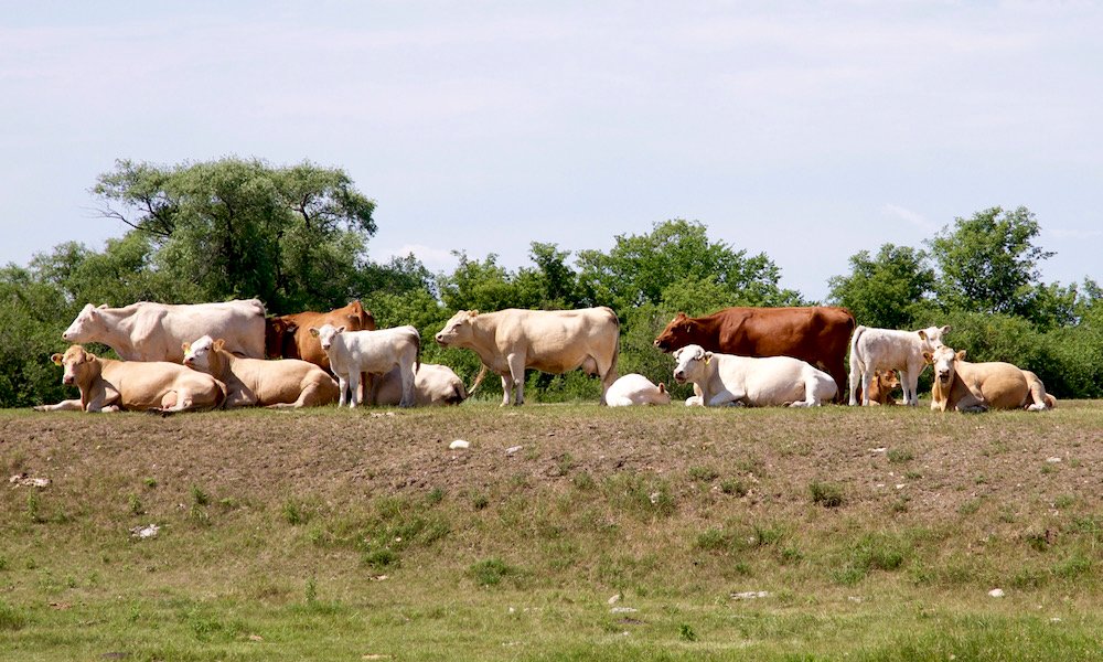 cattle on dry pasture