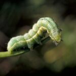 alfalfa looper larva