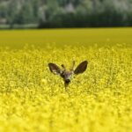 deer in canola