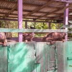 hogs in virgin islands