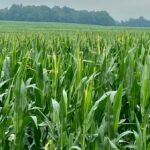 ontario corn