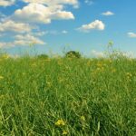 canola saskatchewan