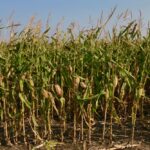 manitoba corn 2021