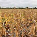 manitoba soybeans