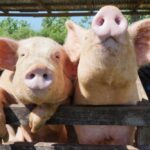 swine dominican republic