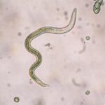 roundworm