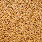 wheat