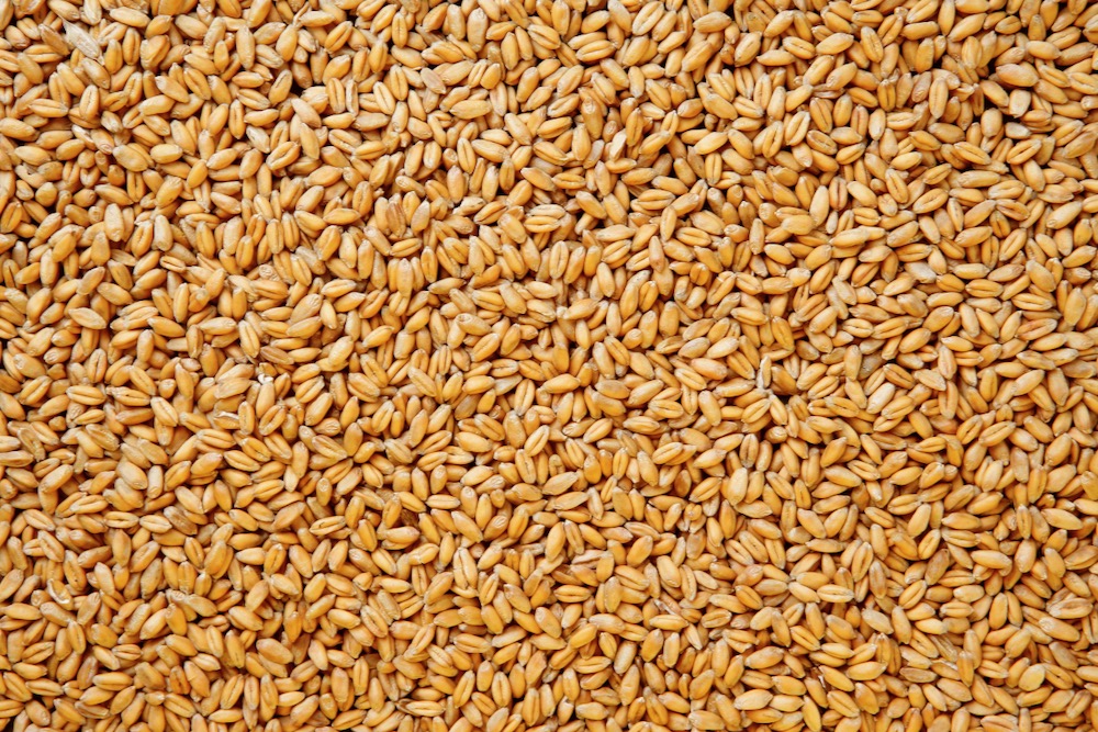 wheat