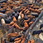 Cattle in pens at an auction.
