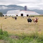 bc dairy cattle