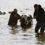 BC cattle rescue